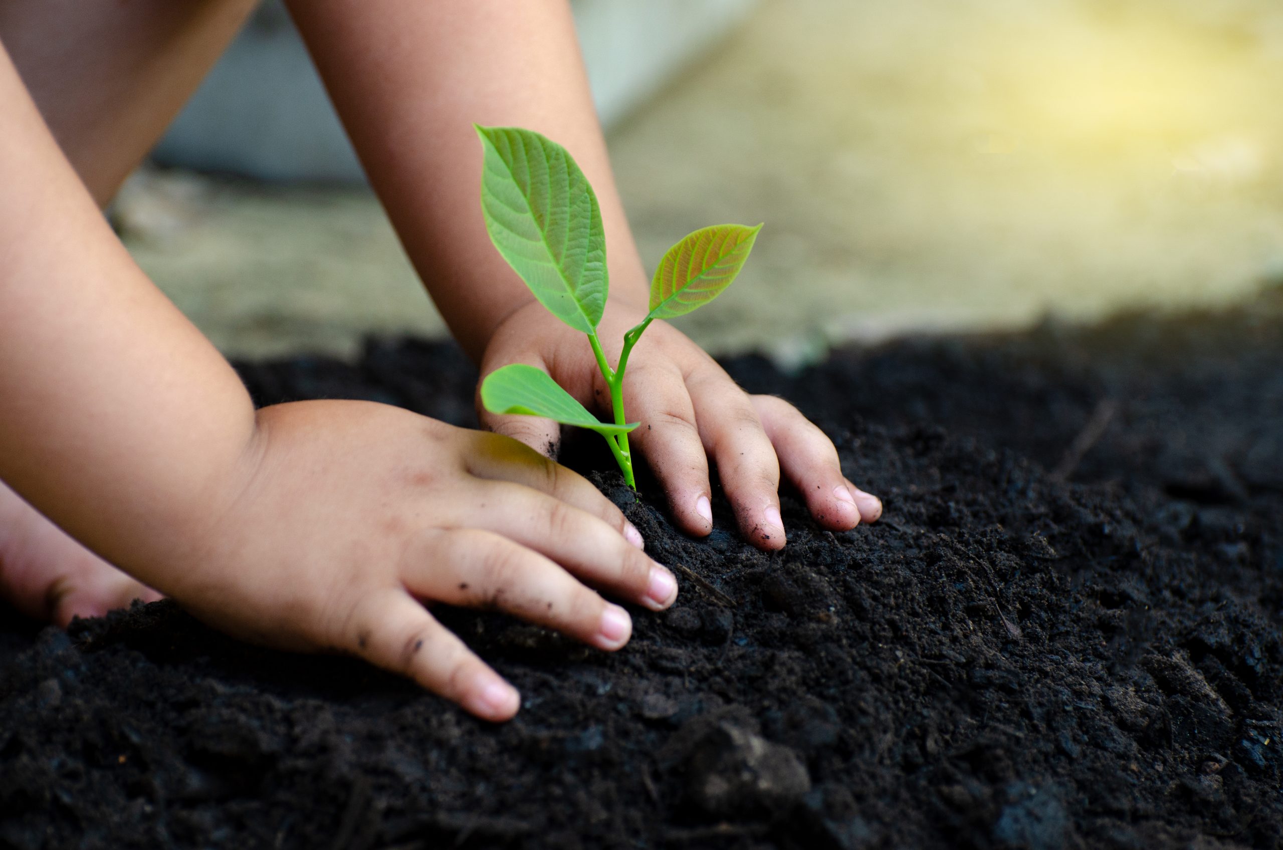 Child's hand planting tree sapling in soil supporting environmental causes