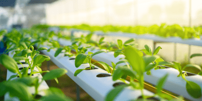 Organic hydroponic vegetable garden at greenhouse and light of sunset