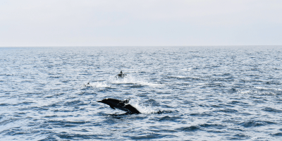 A Pair of Frolicking Dolphins Playing in The Ocean